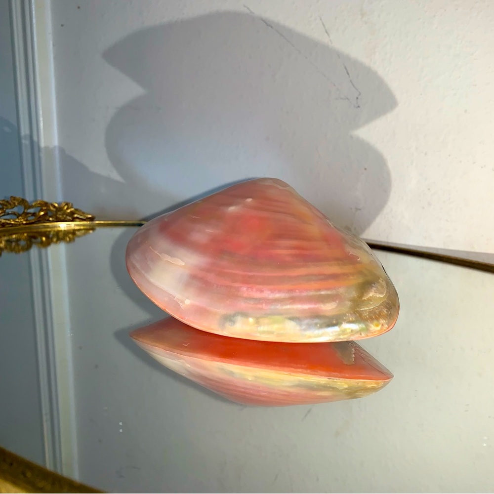 Pink sea shell - Picture 4 of 6